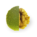 freshnut - dobry kierunek Twojego rozwoju
